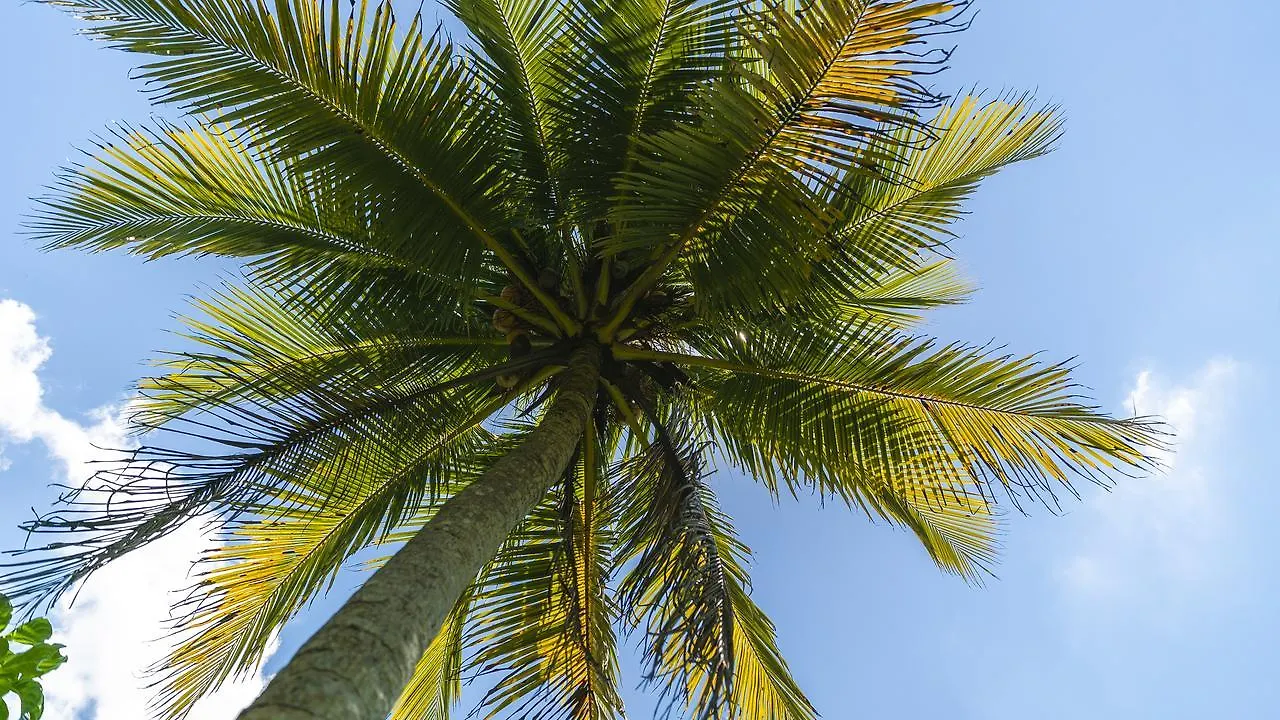 The Spa Retreat Boutique Hotel Negril
